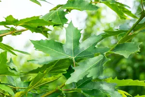 platanus orient. 'minaret' (HOcm) - afbeelding 3