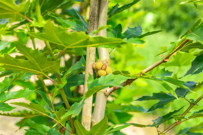 platanus orient. 'minaret' (HOcm) - afbeelding 4