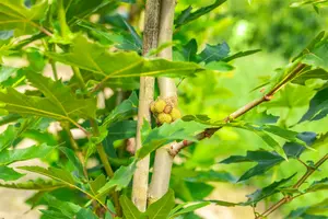 platanus orient. 'minaret' (HOcm) - afbeelding 4