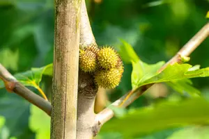 platanus orient. 'minaret' (HOcm) - afbeelding 5