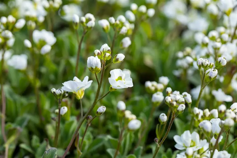 Arabis cauc. 'Plena' P9