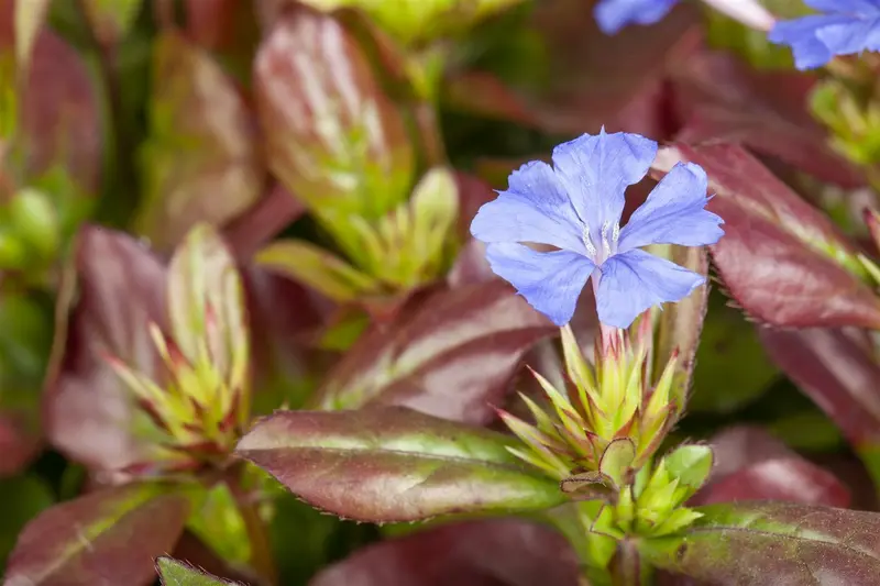 ceratostigma plumbaginoides P11 - afbeelding 4