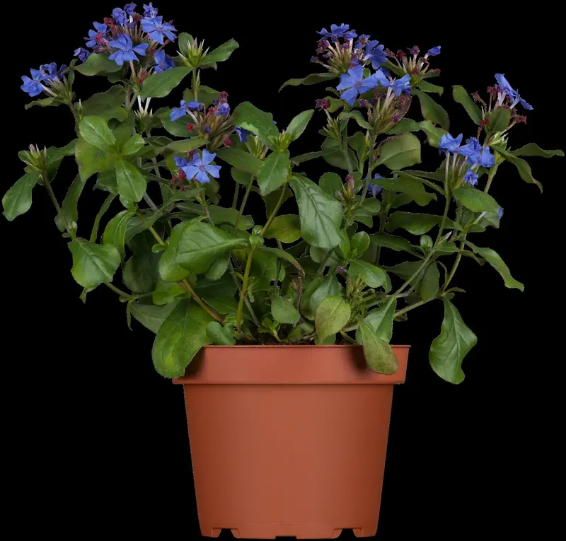 ceratostigma plumbaginoides P9 - afbeelding 2