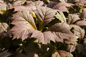 rodgersia podophylla P9 - afbeelding 1