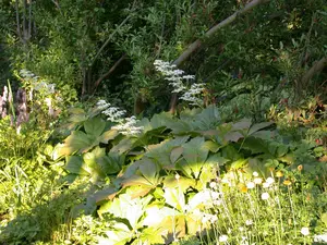 rodgersia podophylla P9 - afbeelding 2