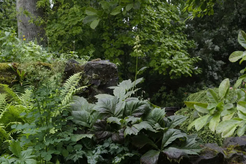 rodgersia podophylla P9 - afbeelding 3