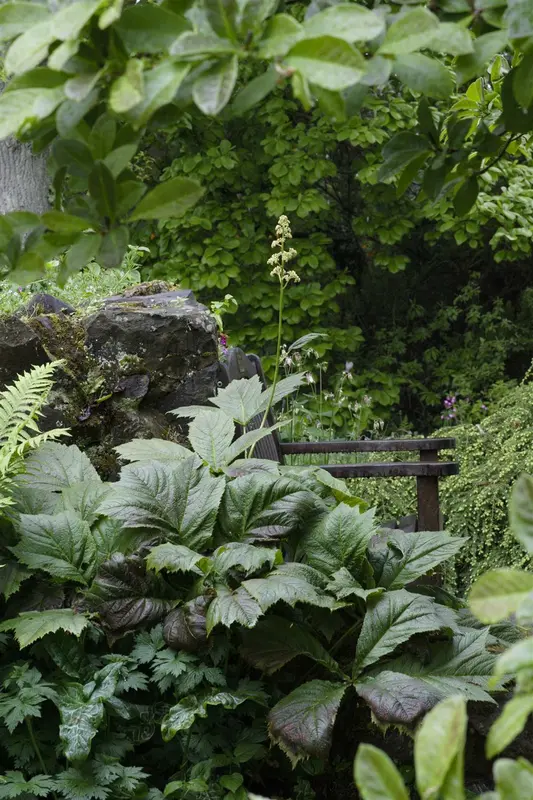 rodgersia podophylla P9 - afbeelding 4