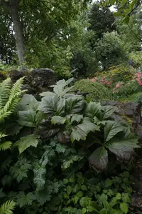 rodgersia podophylla P9 - afbeelding 5