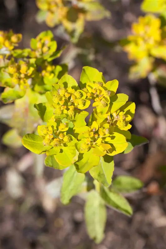 euphorbia polychroma P11 - afbeelding 1