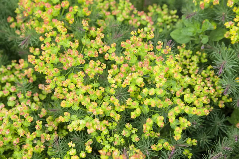 euphorbia polychroma P11 - afbeelding 2