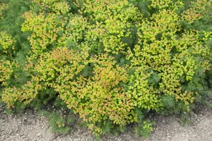 euphorbia polychroma P11 - afbeelding 3