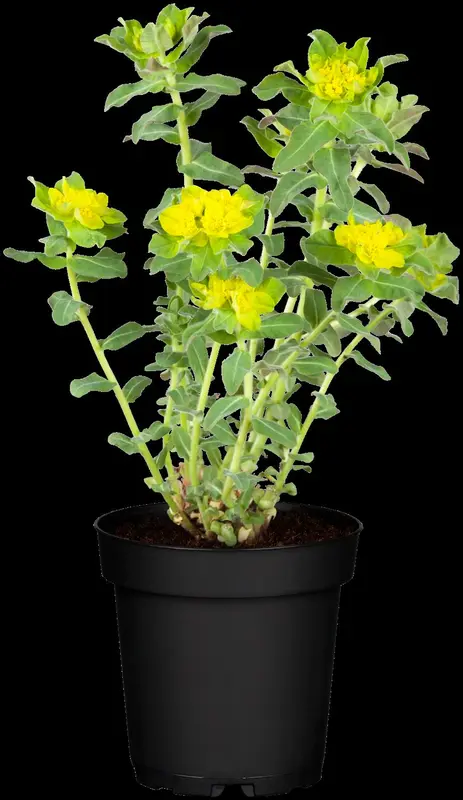 euphorbia polychroma P11 - afbeelding 5