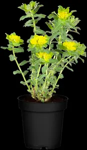 euphorbia polychroma P11 - afbeelding 5