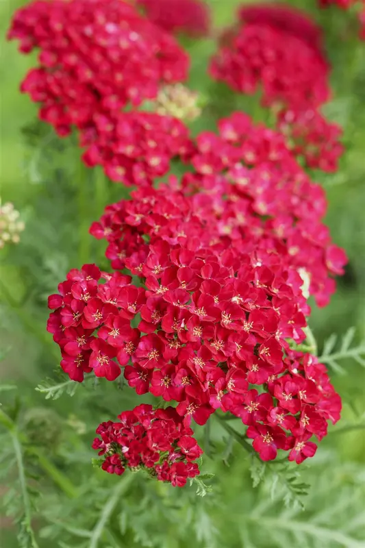 achillea mil. 'pomegranate' P9 - afbeelding 1