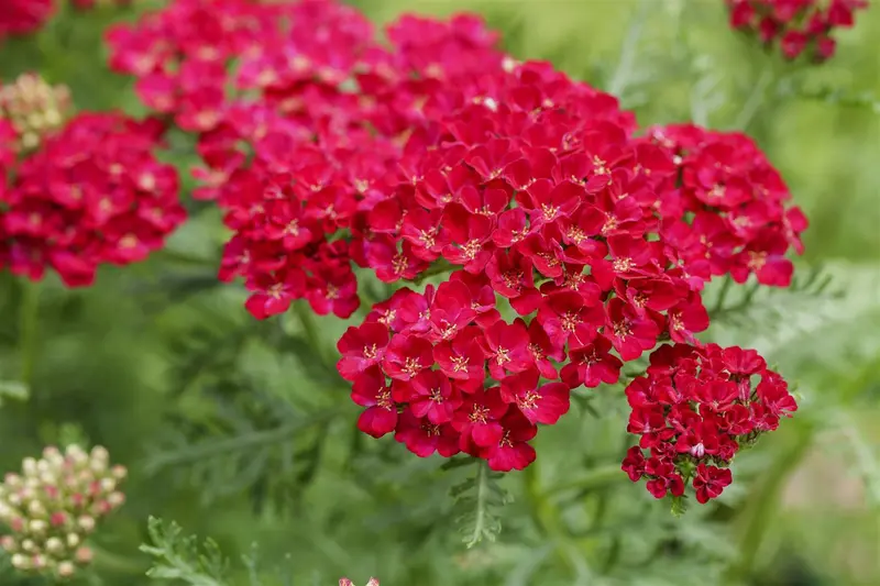 achillea mil. 'pomegranate' P9 - afbeelding 2