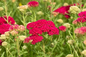 achillea mil. 'pomegranate' P9 - afbeelding 3