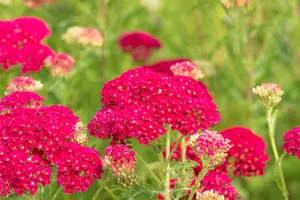 achillea mil. 'pomegranate' P9 - afbeelding 4