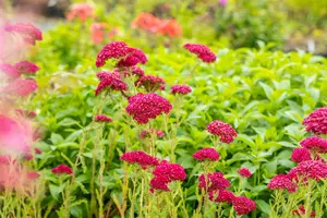 achillea mil. 'pomegranate' P9 - afbeelding 5