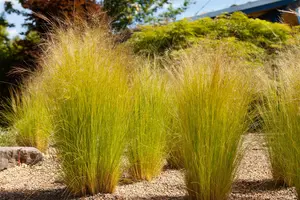 stipa tenuissima ponytails p11 - afbeelding 2