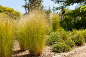 stipa tenuissima ponytails p11 - afbeelding 3