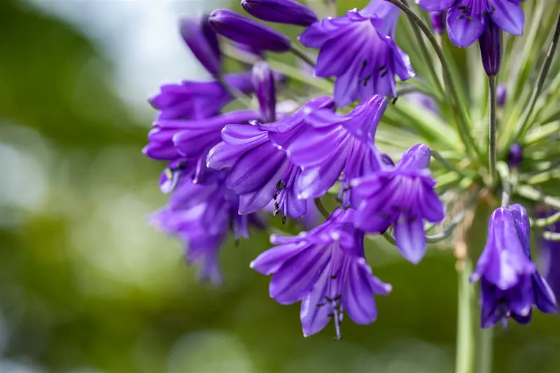 agapanthus hybr. 'poppin' purple' P9