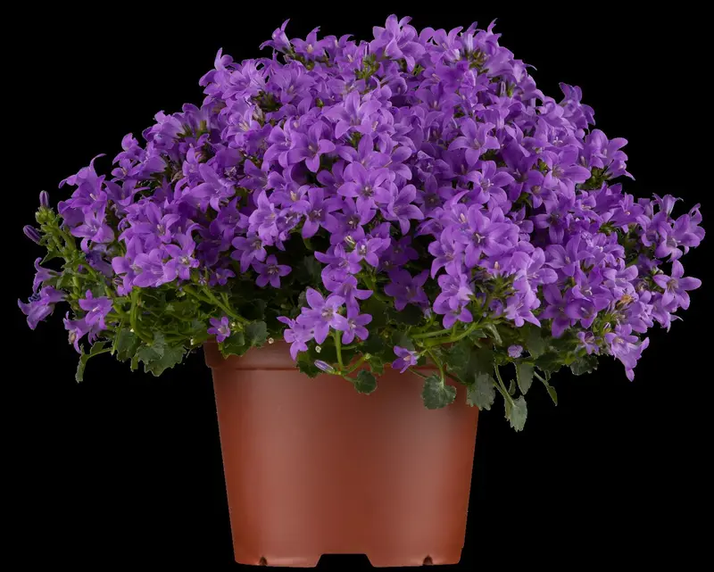 campanula portenschlagiana P9 - afbeelding 2