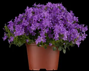 campanula portenschlagiana P9 - afbeelding 2