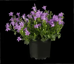 campanula portenschlagiana P9 - afbeelding 1