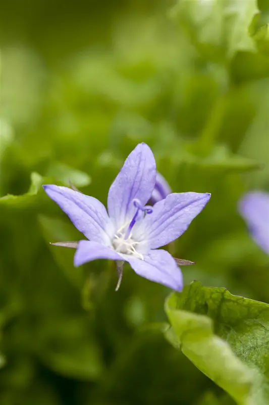 campanula poscharskyana P10.5 - afbeelding 4