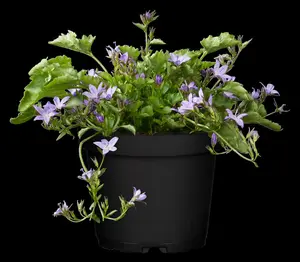 campanula poscharskyana P11 - afbeelding 3