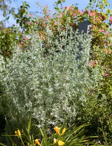 Artemisia hybr. 'Powis Castle' P9