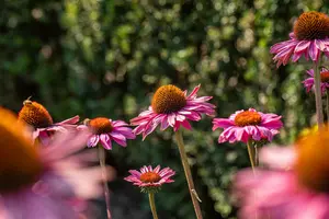 echinacea purp. 'pow pow wildberry' P9