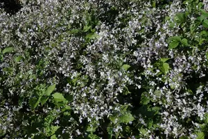 clematis jouin. 'praecox' P11