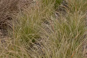 carex test. 'prairie fire' P11