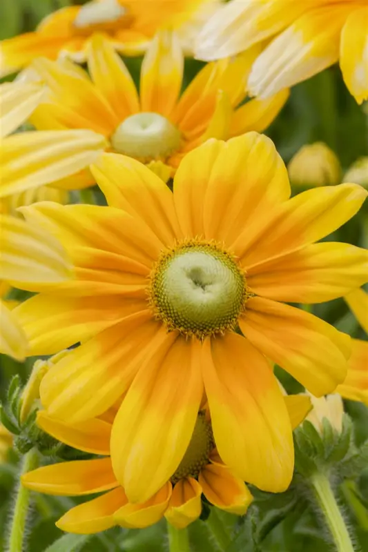 rudbeckia hirta 'prairie sun' P9 - afbeelding 2