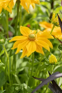 rudbeckia hirta 'prairie sun' P9 - afbeelding 5