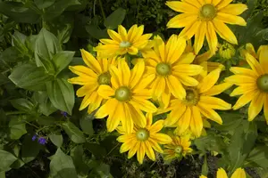 rudbeckia hirta 'prairie sun' P9 - afbeelding 3