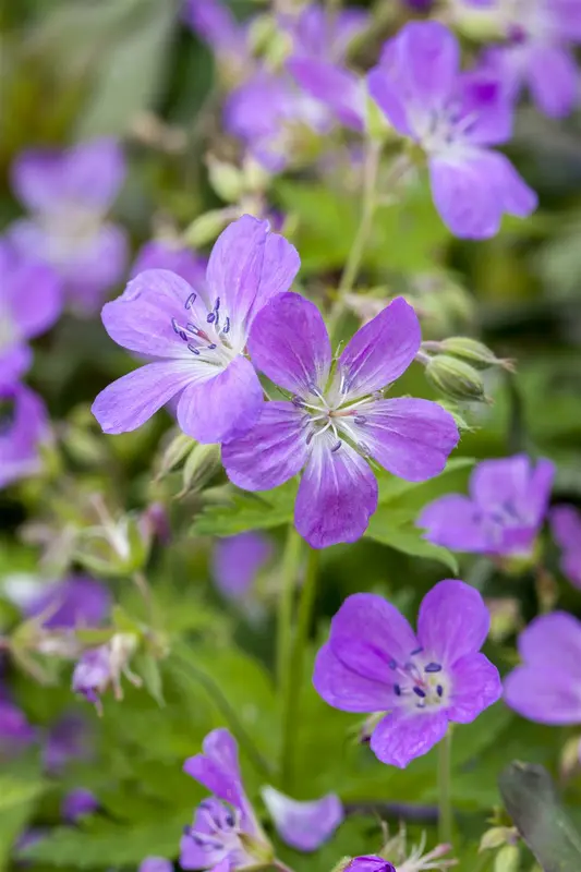 geranium pratense P11 - afbeelding 1