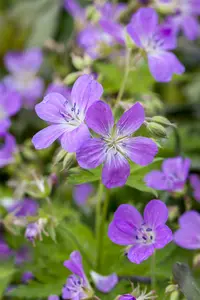 geranium pratense P11 - afbeelding 1