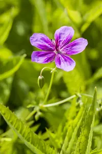 geranium pratense P11 - afbeelding 4