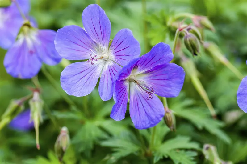 geranium pratense P11 - afbeelding 2