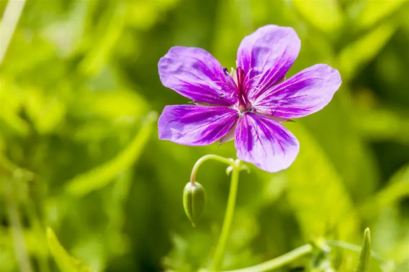 geranium pratense P11 - afbeelding 3