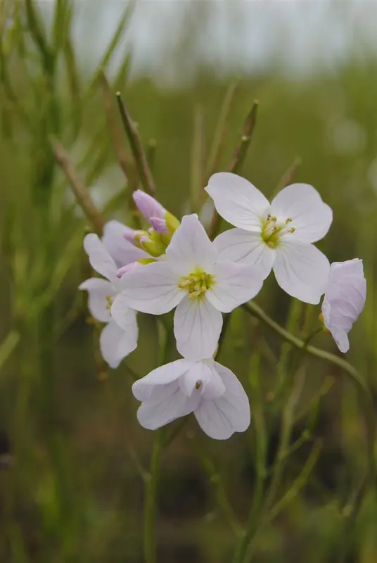 cardamine pratensis P9 - afbeelding 1