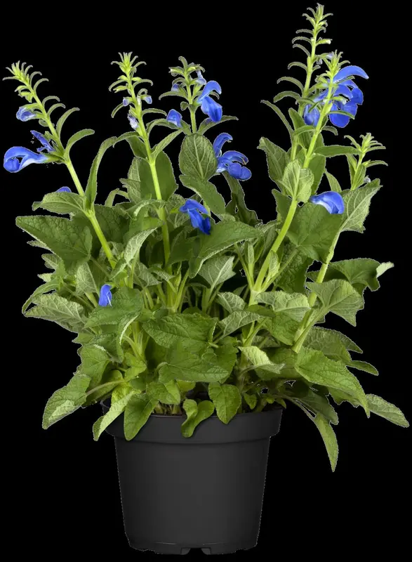 salvia pratensis P11 - afbeelding 2