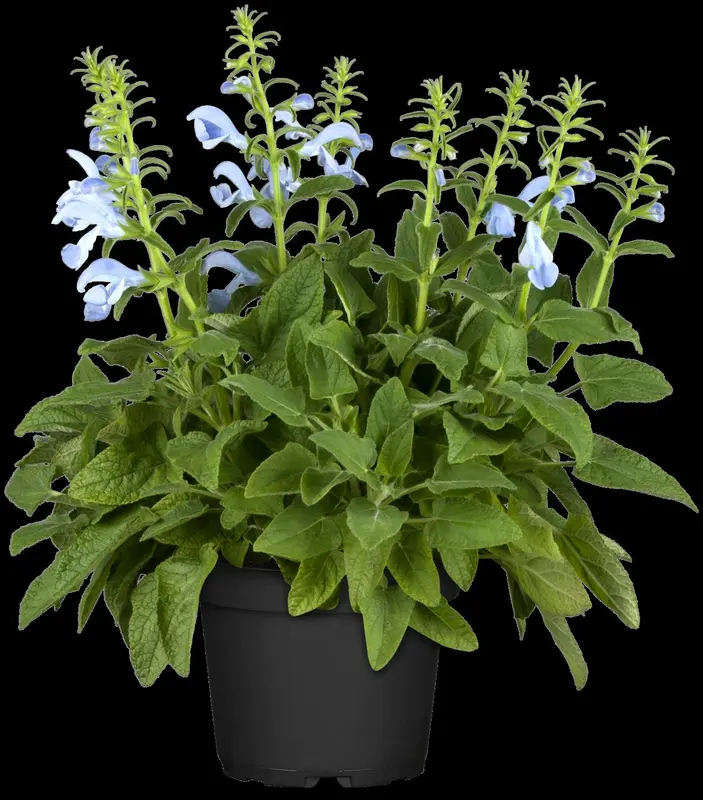 salvia pratensis P11 - afbeelding 1