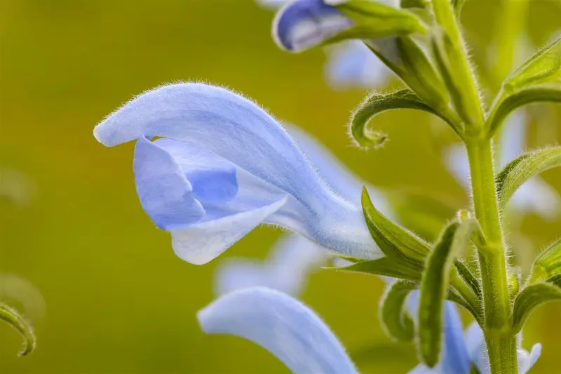 salvia pratensis P11 - afbeelding 3