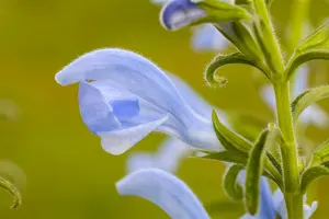 salvia pratensis P11 - afbeelding 3