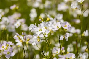 cardamine pratensis P9 - afbeelding 2