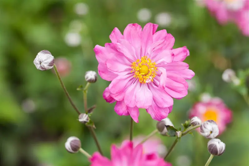 Pretty Lady Julia anemone