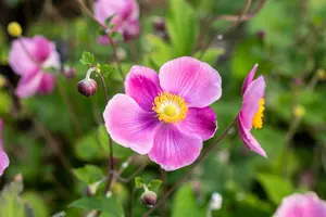 Pretty Lady Susan anemone